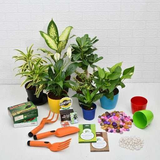 surprise garden gift (upto worth ⍹250)