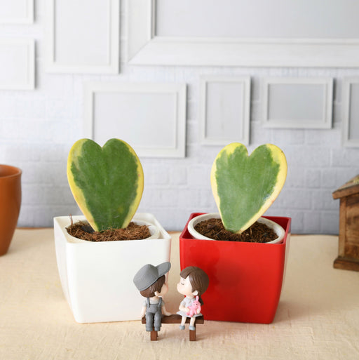 sweetheart hoya plants with cute couple 