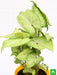 syngonium green - plant
