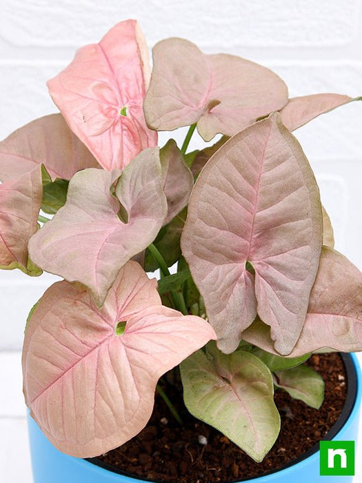 syngonium (pink) - plant