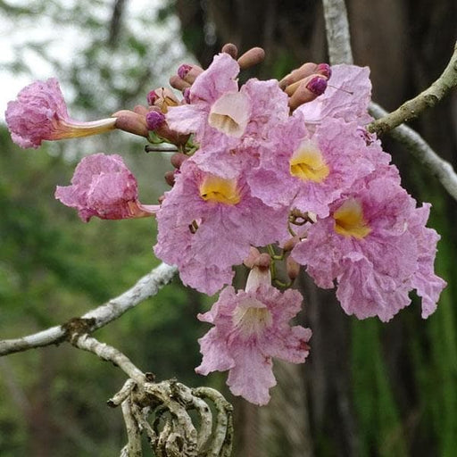 tabebuia rosea - plant