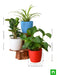 table top / office desk plants for removing indoor toxins 