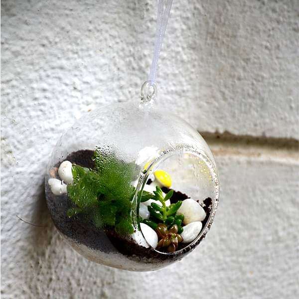 hanging orb succulent terrarium (6in ht) 