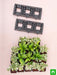 textured indoor green wall with best foliage plants 