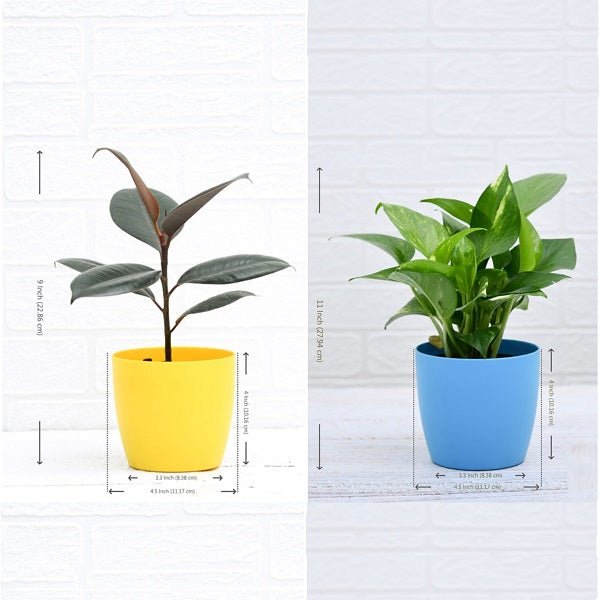 top 2 air purifier plants for indoor 