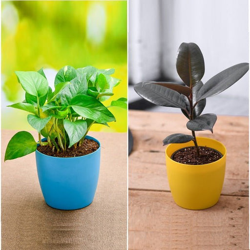 top 2 air purifier plants for indoor 