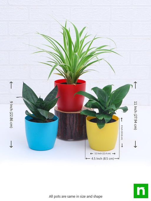 top 3 air purifier plants pack 