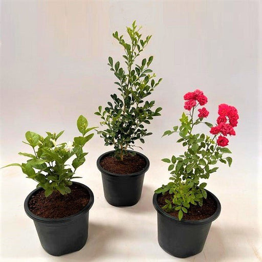 top 3 aromatic plants 