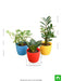 top 3 marvelous air purifier plants for bedroom 
