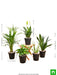 top 5 air purifier and oxygen enriching plant pack 