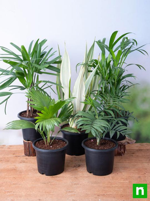 top 5 indoor palm plants pack 