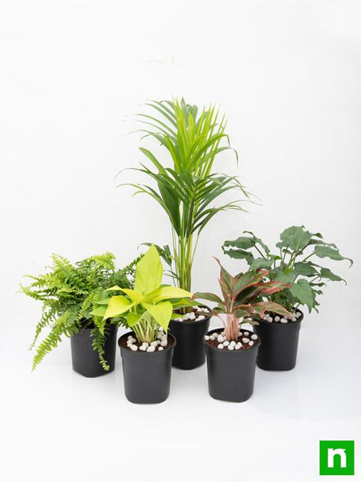 top 5 shade tolerant indoor plants for home 