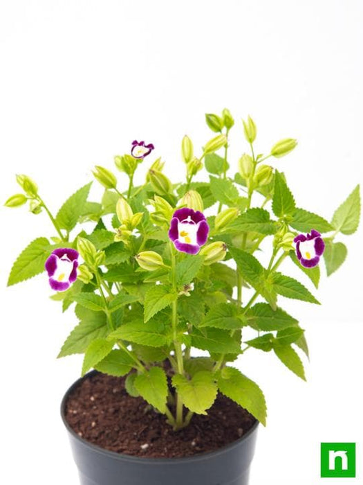 torenia (any color) - plant