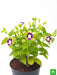 torenia (any color) - plant