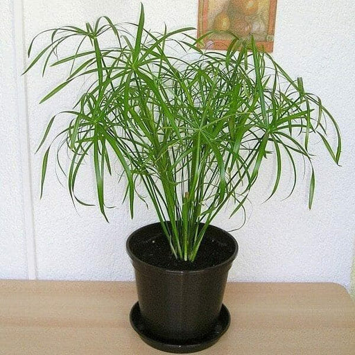 papyrus grass - plant