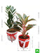 wish happiness for your loved ones with evergreen indoor plant pack 