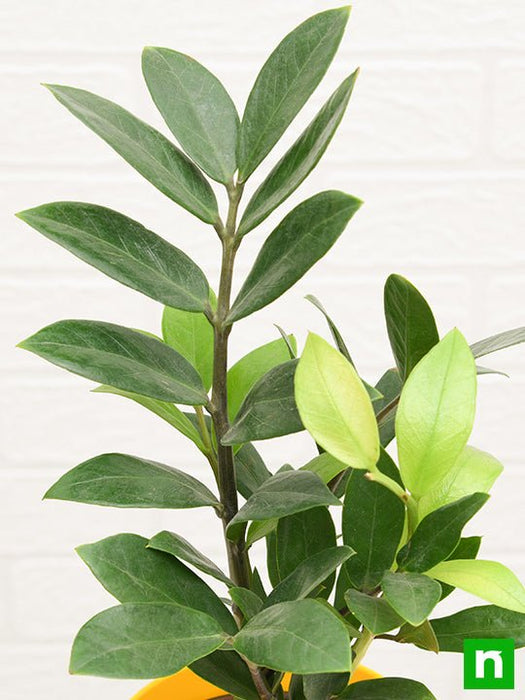 zamioculcas zamiifolia - plant
