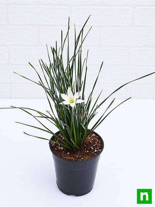 zephyranthes candida (white) - plant
