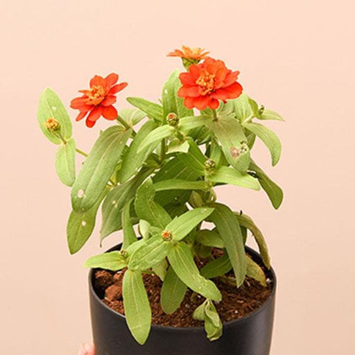 zinnia (orange) - plant
