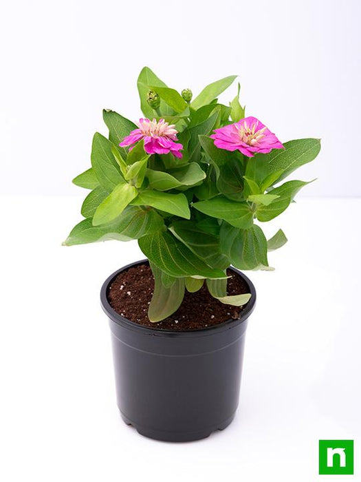 zinnia (pink) - plant