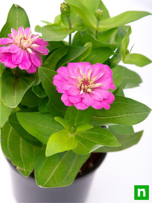 zinnia (pink) - plant