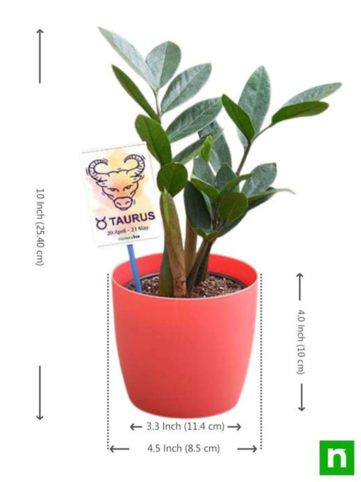 zz plant for taurus or vrishabha rashi - plant