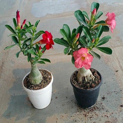 set of 2 bonsai looking grafted adeniums
