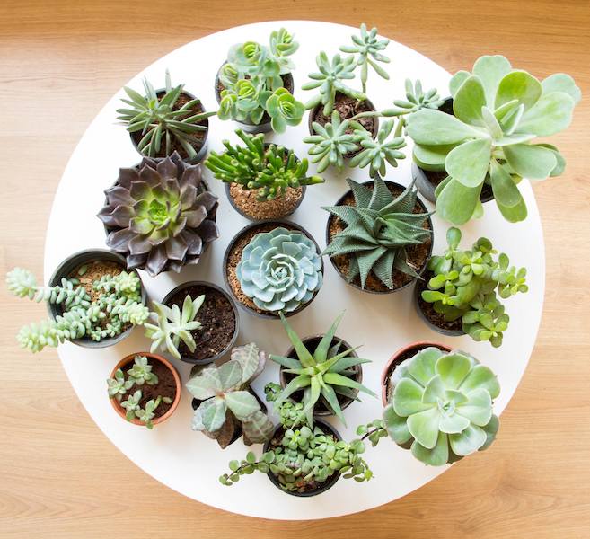 Mini Succulent Garden Pack