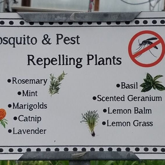 7 Plants to Keep Bugs and Pests Away From Your Garden