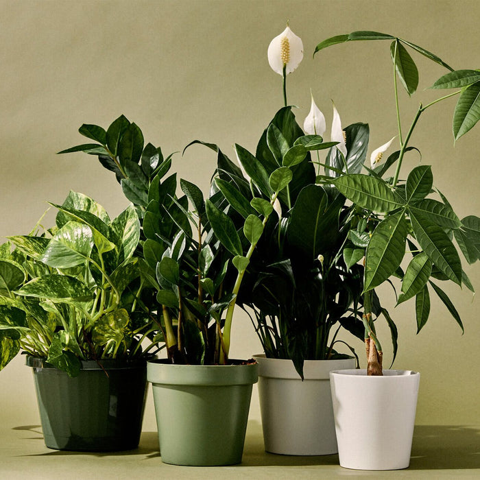 Top 10 Indoor Plants To Fit for Every Corner of Your Home