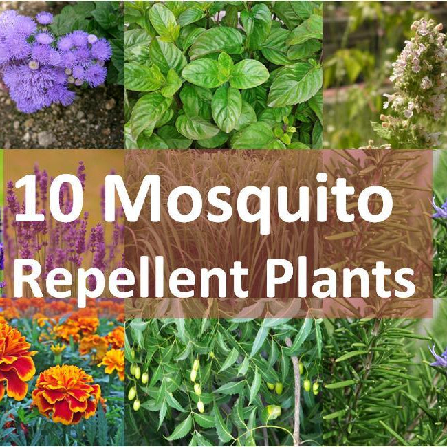 Top 10 Mosquitoes Repellent Plants To Shoo Them Away