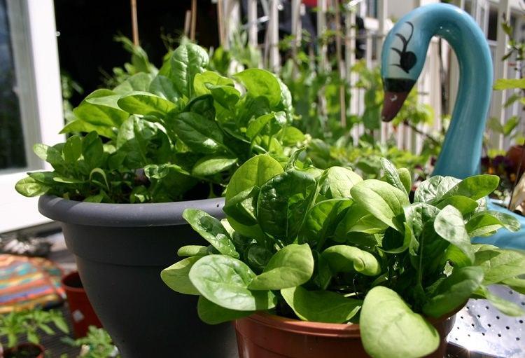 Grow spinach to boost your healthy diet - Nurserylive