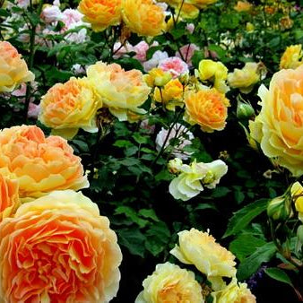 Some Facts About Roses To Blow Your Mind !!!!