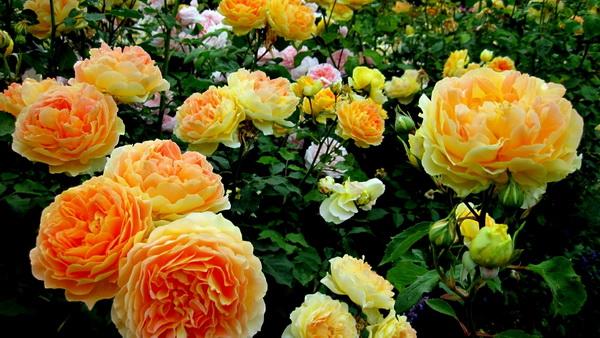 Some Facts About Roses To Blow Your Mind !!!!
