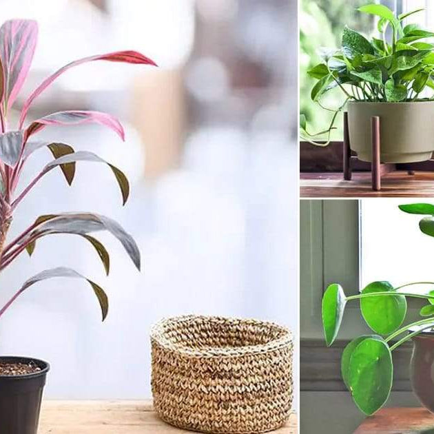 Did You Know These 5 Plants Can Bring Love, Luck & Prosperity To Your Life? - Nurserylive