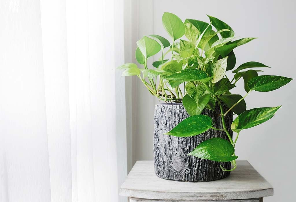 Ever wondered why Money Plant is called 'Money plant'?