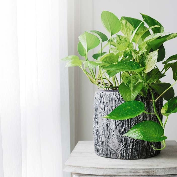Ever wondered why Money Plant is called 'Money plant'?