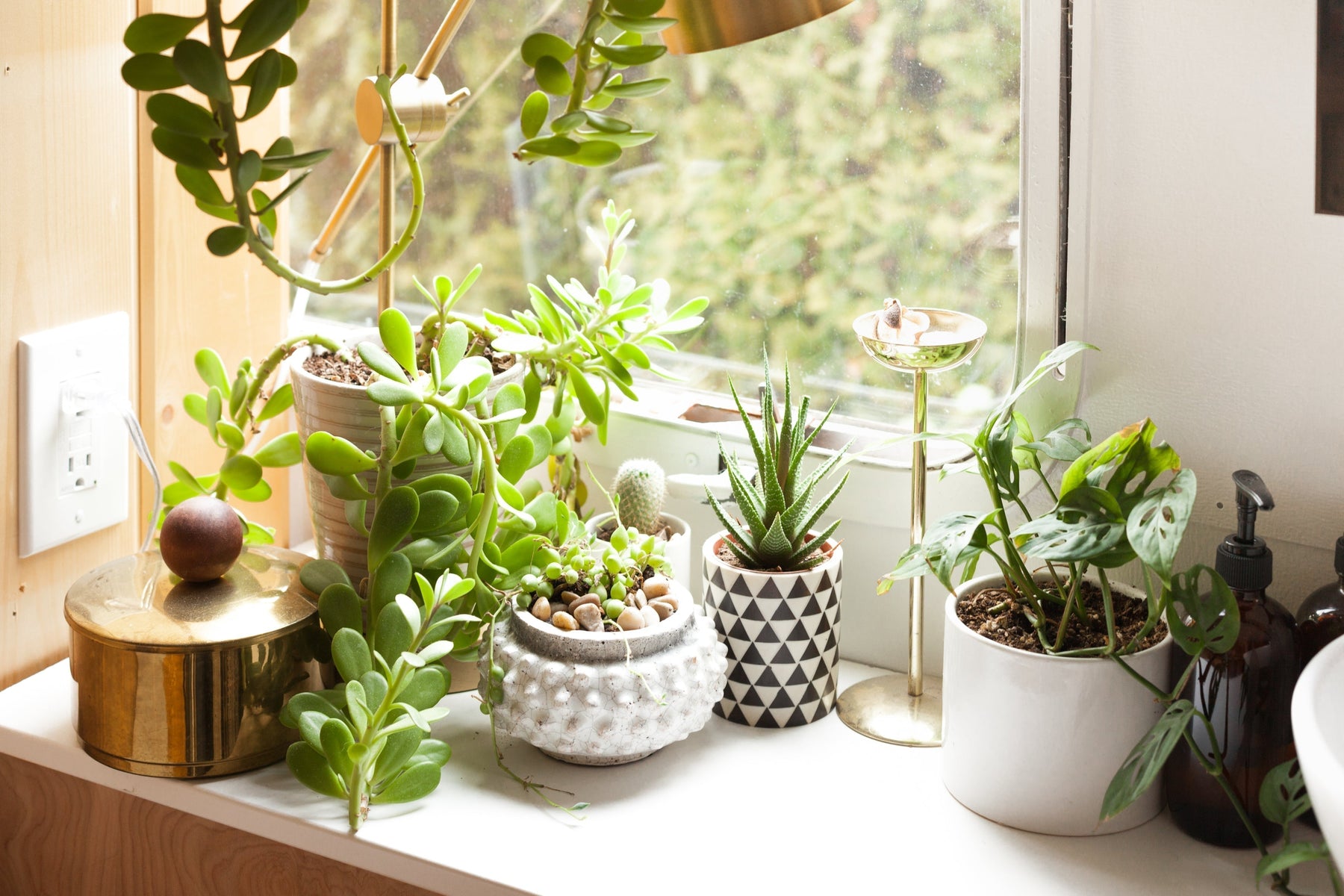 Top 10 Plants in India for Best Indoor Maintenance - Nurserylive