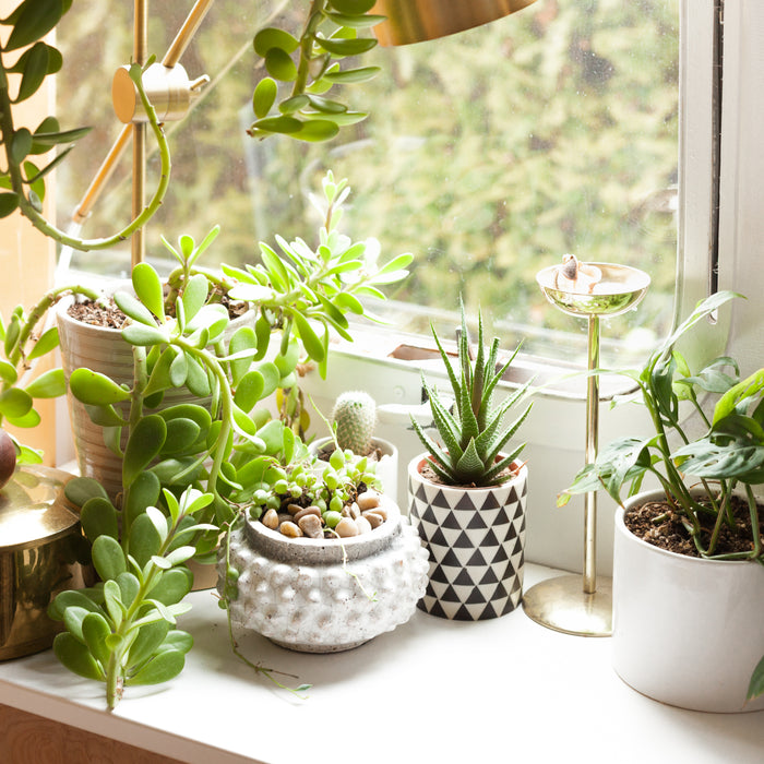 Top 10 Plants in India for Best Indoor Maintenance - Nurserylive