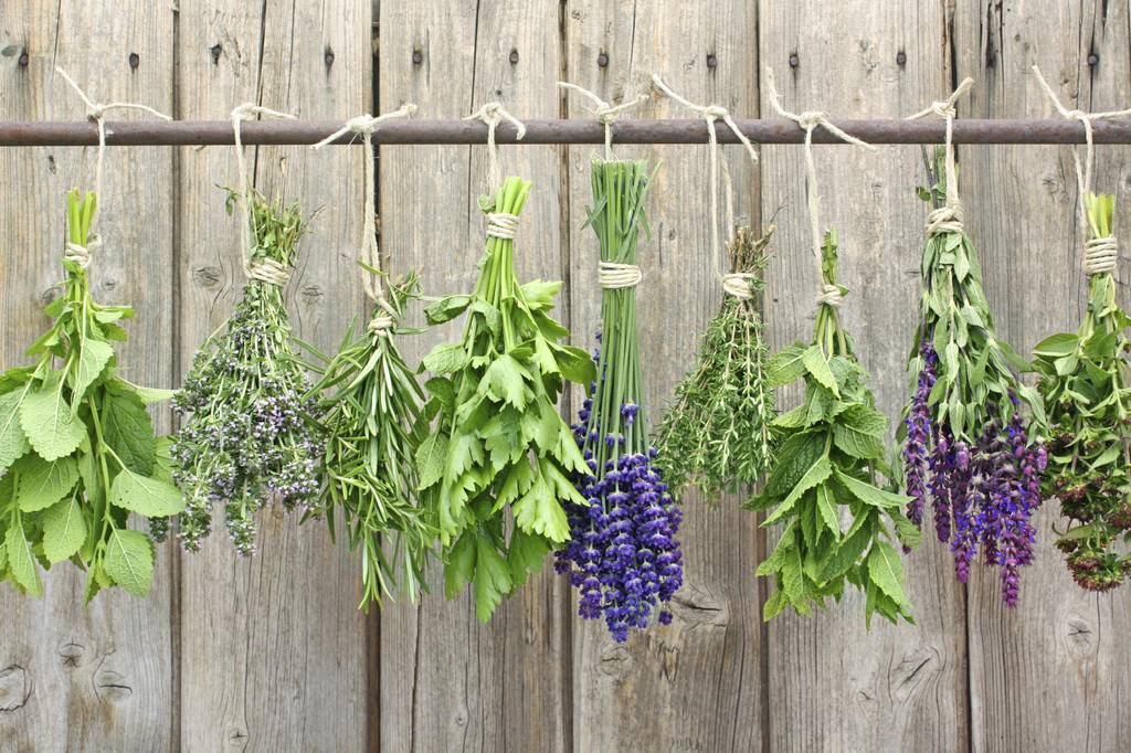 Top 10 Aromatic Plants To Soothe Your Senses