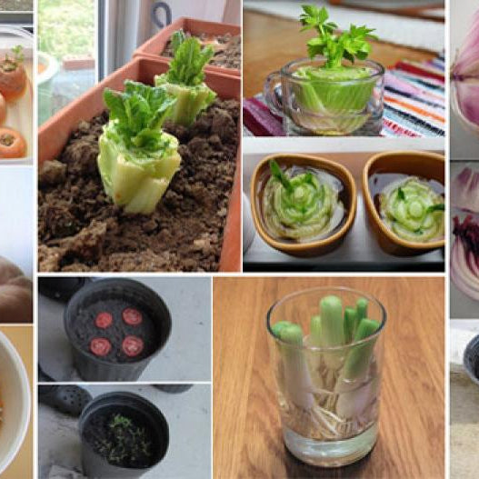 14 vegetables that you can eat once and regrow forever - Nurserylive