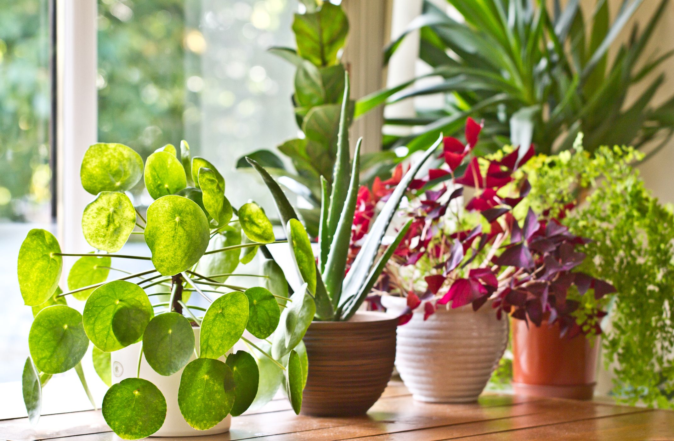 Top 10 Easy Plants to Grow for Beginners | Nurserylive