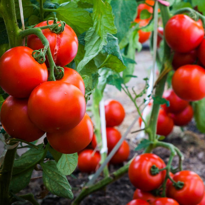 15 Easiest Vegetables to Grow in container