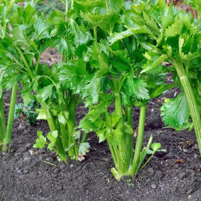 Most Nutritious Vegetable to grow from Seeds this Summer