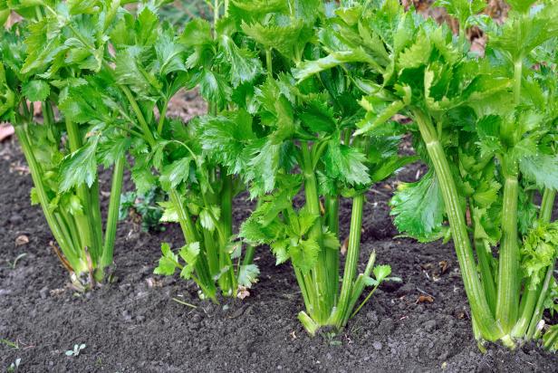 Most Nutritious Vegetable to grow from Seeds this Summer