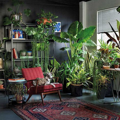 How many plants do I need in my house?