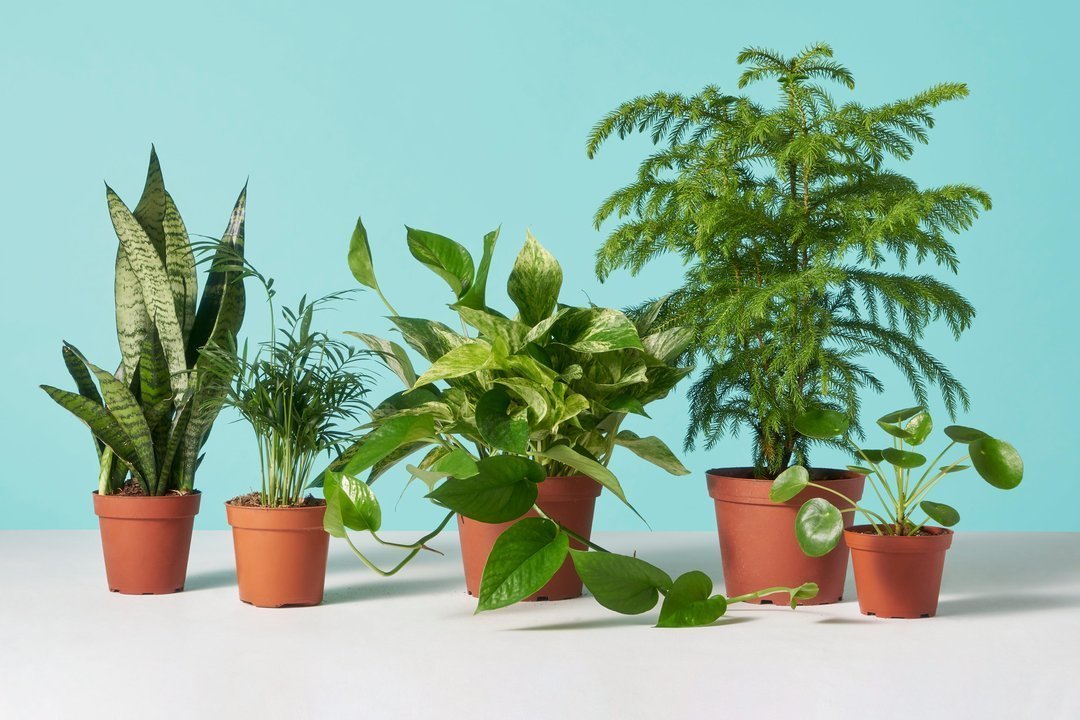 Top 10 Low Maintenance Indoor Plants for Gardening Beginners