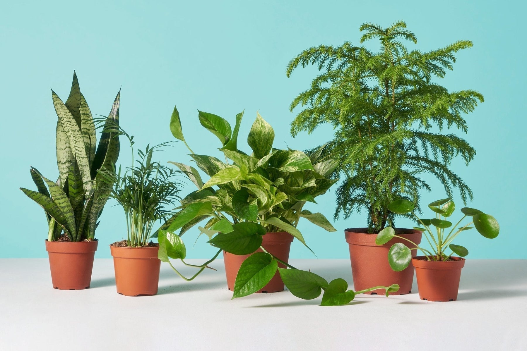 Top 10 Low Maintenance Houseplants For Lazy Gardeners
