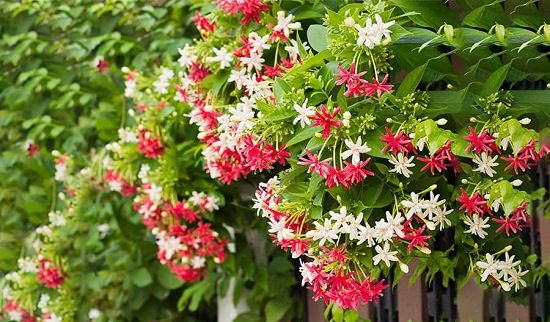 Top 10 Climbing Plants You Shouldn’t Miss Out On!