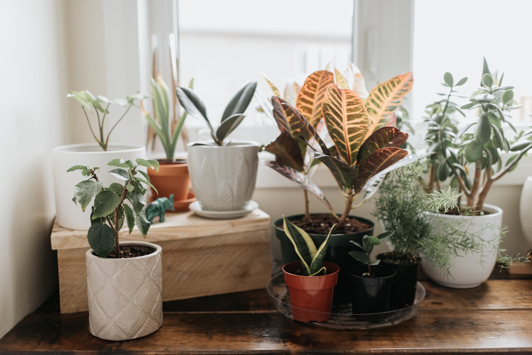 Why Indoor Plants Make You Feel Better?
